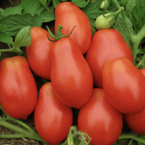 A bunch of ripe, red Roma tomatoes on the vine.